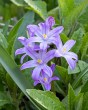 Chionodoxa Violet Beauty7